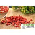 Dried red goji berries